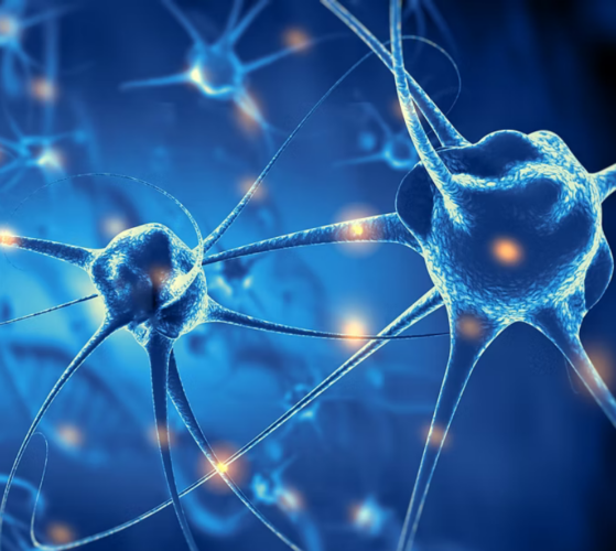 Axon Model